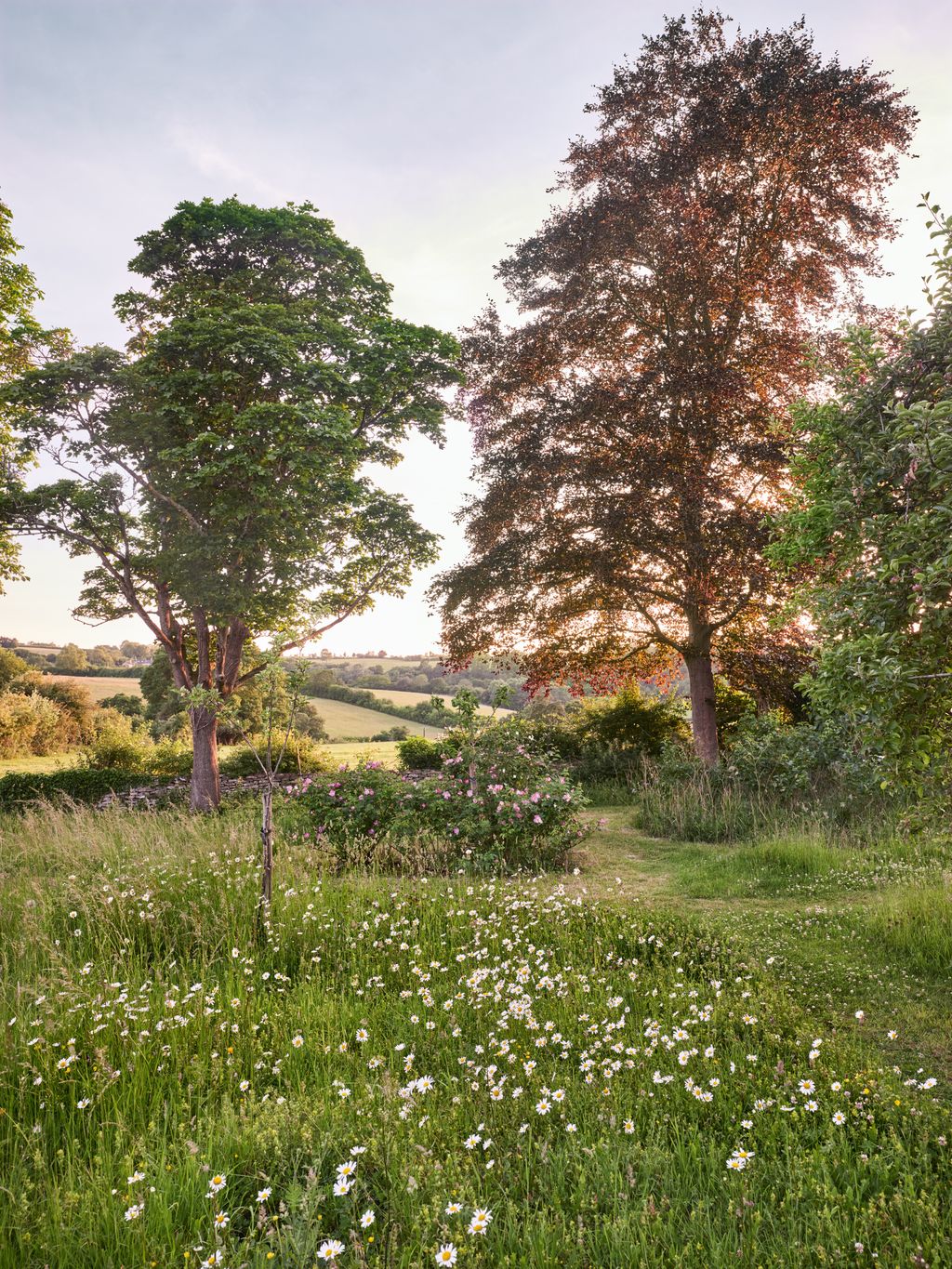 Image may contain Plant Tree Field Grassland Nature Outdoors Vegetation Grass Countryside Meadow Rural and Land