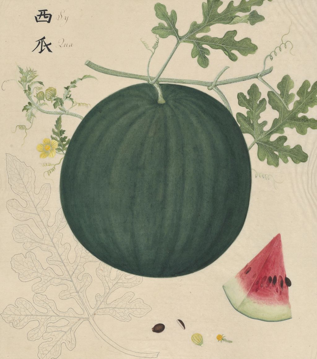 Image may contain Food Fruit Plant Produce and Melon