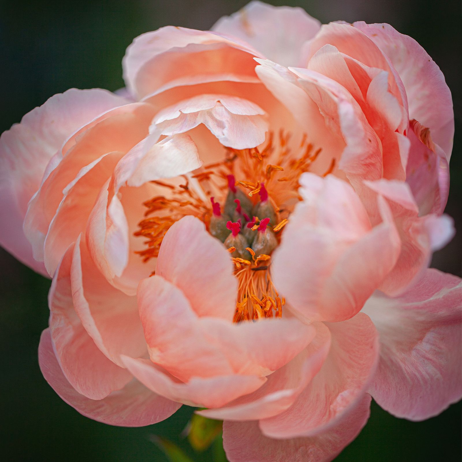 Everything you need to know about growing joyful summer peonies