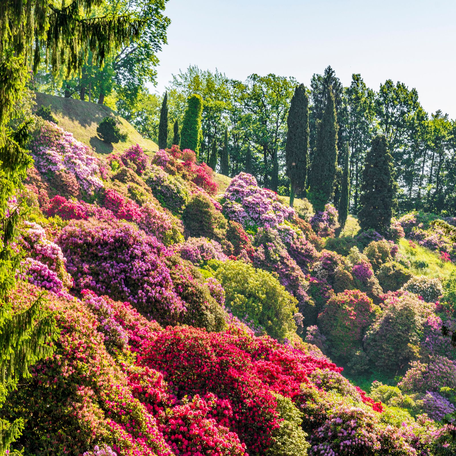Rhododendrons: how to grow the queens of late spring