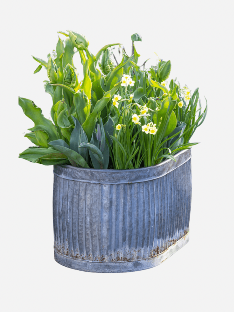 Image may contain: Jar, Plant, Planter, Potted Plant, Pottery, Vase, Leaf, Flower, and Flower Arrangement