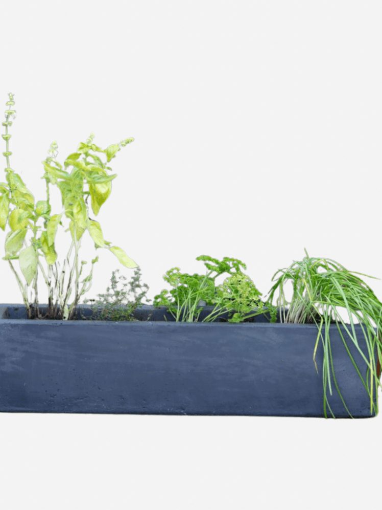 Image may contain: Plant, Potted Plant, Jar, Planter, Pottery, Vase, and Herbs