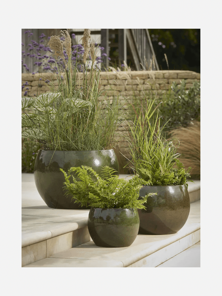 Image may contain: Plant, Potted Plant, Herbs, Pottery, Jar, Planter, Vase, Cookware, Pot, Flower, and Flower Arrangement
